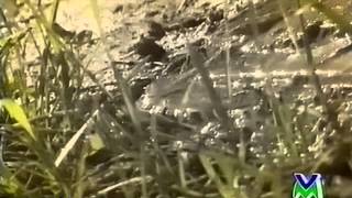 Gemelli Ruggeri - Basta