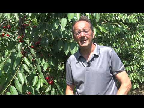 LOŠE DA LOŠIJE NE MOŽE BITI - proizvođači trešanja na mukama, Gornja Vranjska