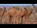 WILD CAMEL MANAGEMENT 1 #culling #hunting