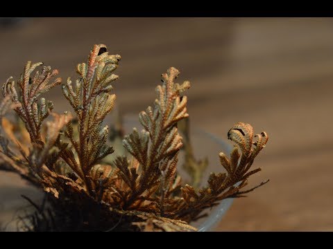 Rose of Jericho resurrection timelapse video