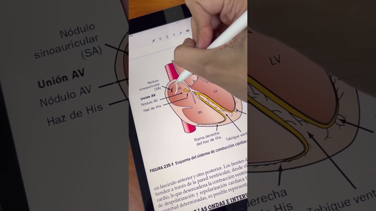 ECG physiology explained in 1 minute