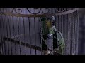 Polly Want Yo Mama's Sweet Ass 🐦