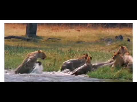 Crocodile attack lion pride