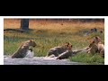 Crocodile Attack Lion Pride