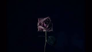 MUSE - DARKSHINES with lyrics -- Vietsub