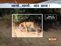 Panic aroused after stray tiger enters into a wedding area in Maharashtra