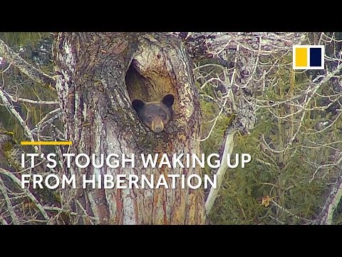 It’s not easy for a black bear to wake up from hibernation