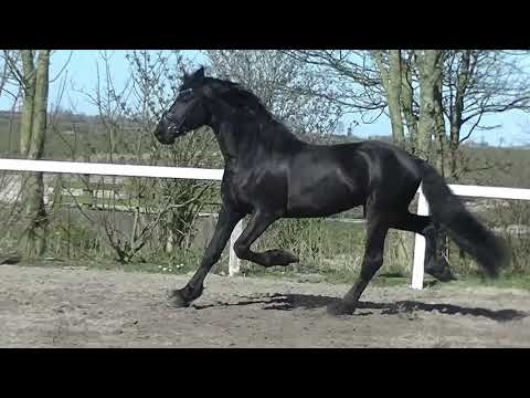 Stal Okkema's Willem v. Fabe hengst 2015