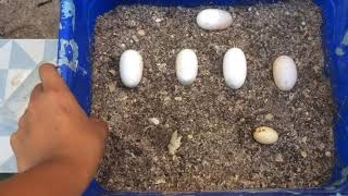 CÓMO INCUBAR HUEVOS DE TORTUGA 🥚🐢
