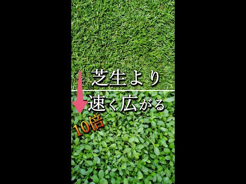 菜園や芝生に大きな白い虫が？それらを取り除き、植物を救う方法は次のとおりです。  庭園