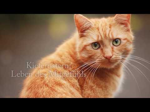 WarriorCats | Katzen, von denen Blaustern ihre 9 Leben bekommen hat