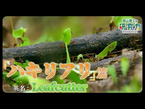 【岡山理大の研究力】ハキリアリ編