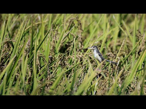 保護棲地的農戰士｜友善環境耕作【防檢署APHIA】