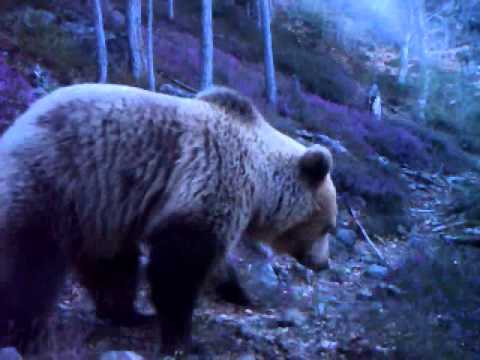 Ariu i murrmë në malin e Munellës - Brown bear in Munella mountain