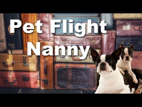 YouTube video about: How to become a flight nanny for dogs?