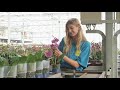 A Look In The Most Sustainable Greenhouse In The Netherlands Van Der Hoorn Orchids Flower Factor