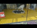White Tiger Vs White Lion