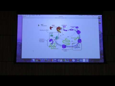 Nitrogen Metabolism - Kevin Ahern's BB 451 Lecture #51 2017