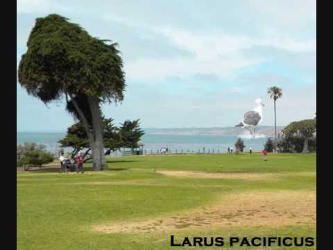 Right State of Mind(Original song off album, Larus Pacificus)