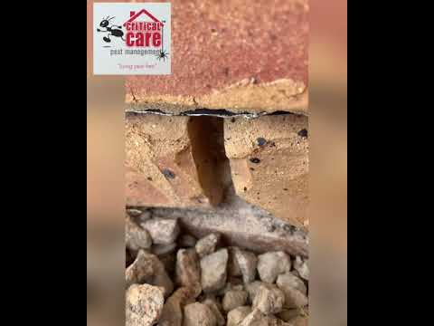 Termite inspection