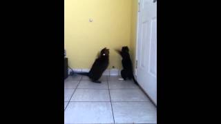 NIGGA GETS BITCHSLAPPED