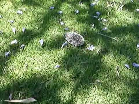 Badra, Lia y Lu (Erizo y perros)