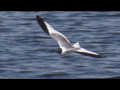 Sabine's gull (Xema sabini).