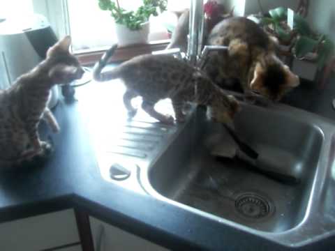 Bengal kitten tries to drink water