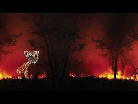 Sofia sin bilde ramme