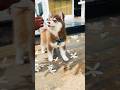 Husky In Full Bloom Akira S Petal Chase Cute Ytshorts Viralshorts Funny Dog