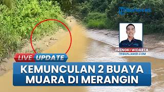 Bikin Geger Warga, 2 Ekor Buaya Muara Muncul di Bantaran Sungai Batang Seringat Jambi