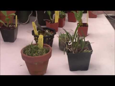 How To Care For Orchid Seedlings