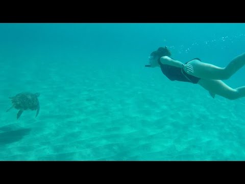 Curacao Snorkel Girl Turtle Festival Encounter Playa Piskado Free-Diving Snokeling