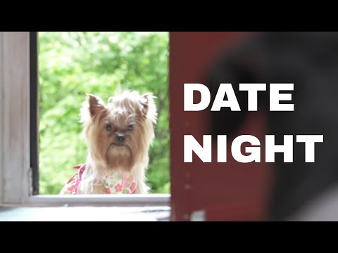 Crusoe the Dachshund Gets Caught SMOOCHING with a Yorkie!