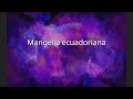 Mangelia Ecuadoriana
