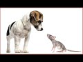 Rat Sounds For Dogs Mouse Sound