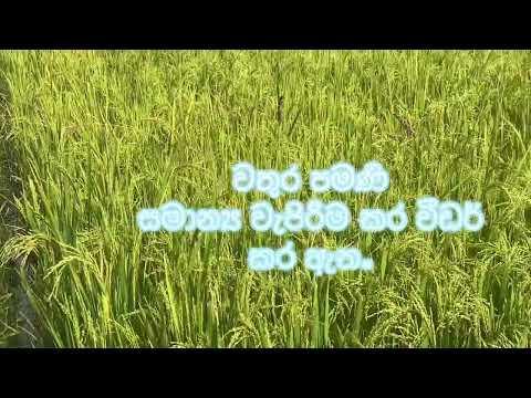 BW 367 අත්හදා බැලීම වතුර විතරක් බාවිතා කර වගා කීරීම.