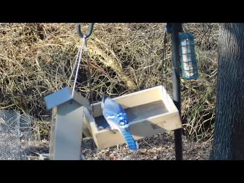 Blue jays pick up peanuts