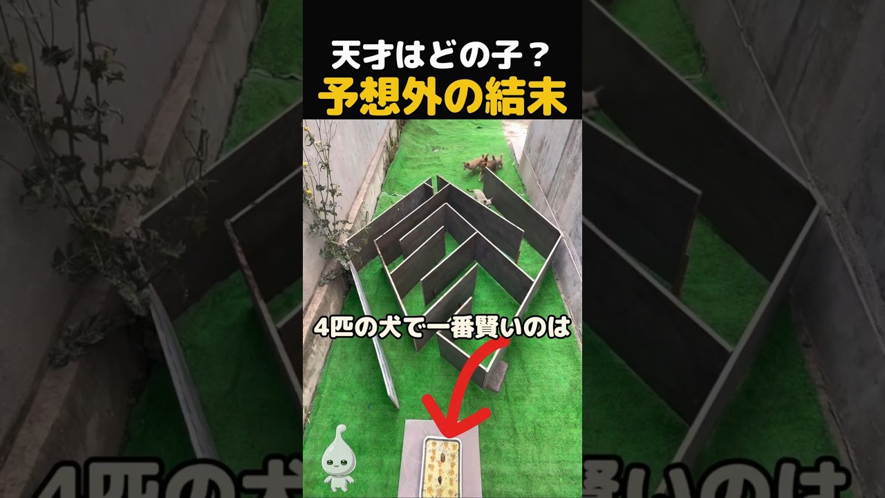 犬4匹を迷路に放したら…