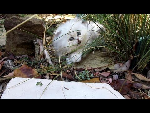 18 09 19 Persian kitten Obi-Wan and Family