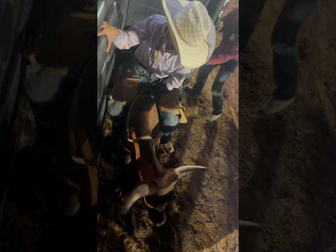 Won the women’s steer riding