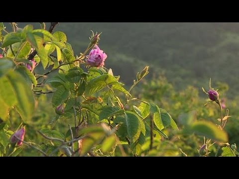 Future looks rosy for Bulgaria's rose oi