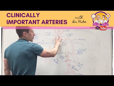 Clinically Important Arteries