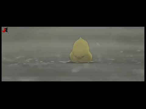 Mother love status apload Zulqarnain