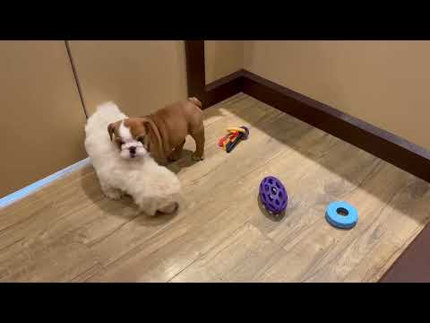 Bichonpoo - 4865 video preview