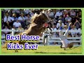 Horse Kicks Horse Vs Man Compilation Best Horse Kick Ever