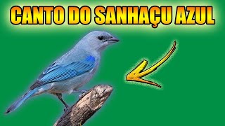 Canto do sanhao azul, sanhao do mamoeiro, sanhao cinzento, pipira-azul ao Amanhecer relaxante!