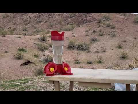 Lucifer the Hummingbird