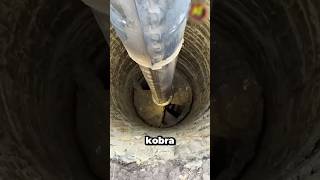 Download lagu So shocked… it wasn't a cobra! 😱🐍 #shortvideo mp3