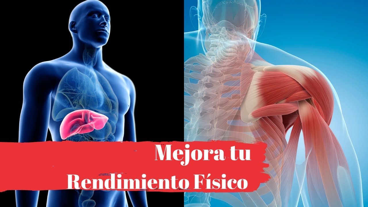 ¿Qué es el Glucógeno? 3 cosas que debes saber de este Polisacarido